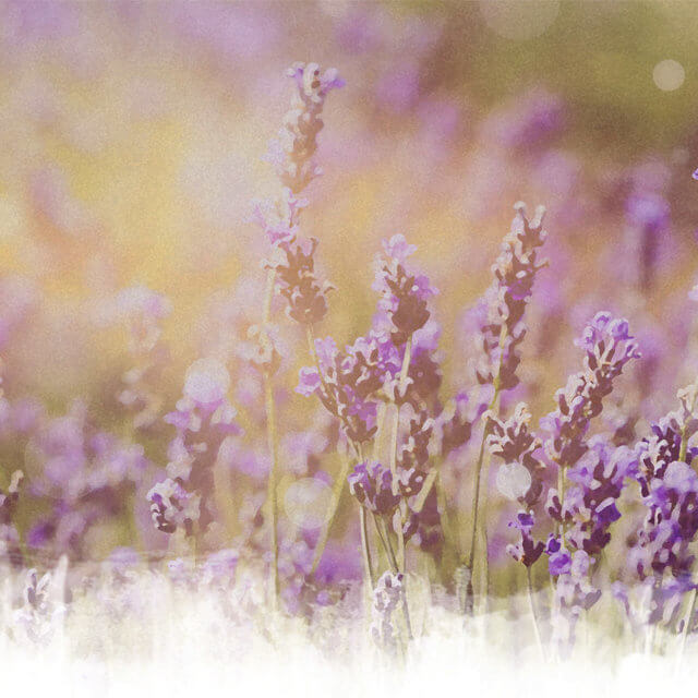 Lavendel Blumenwiese
