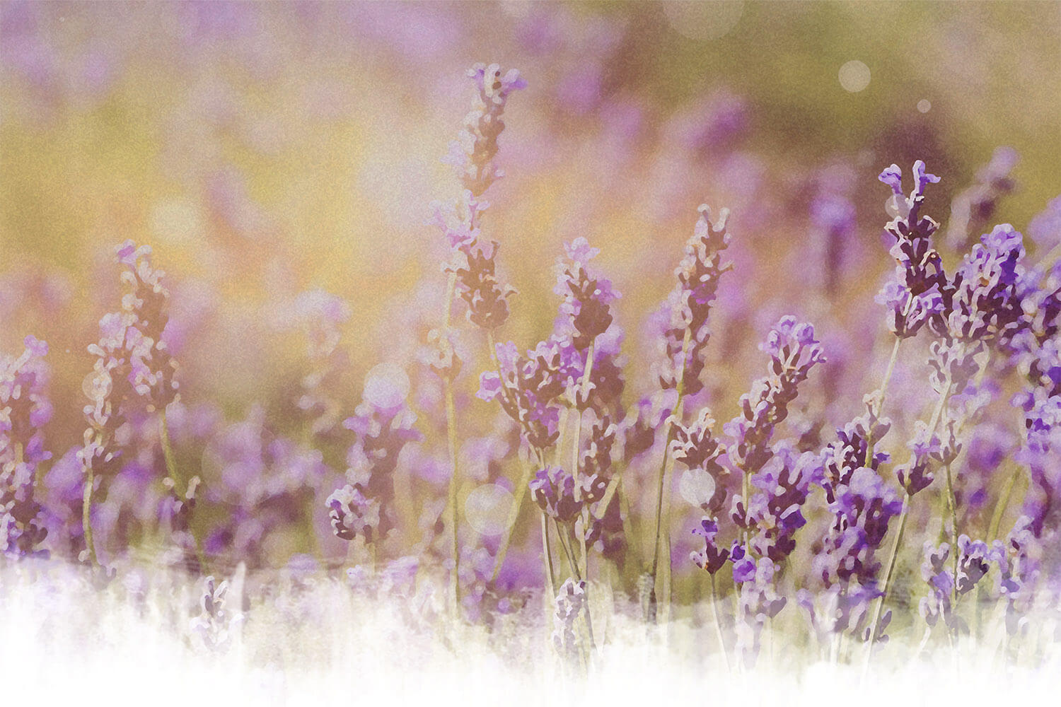 Lavendel Blumenwiese