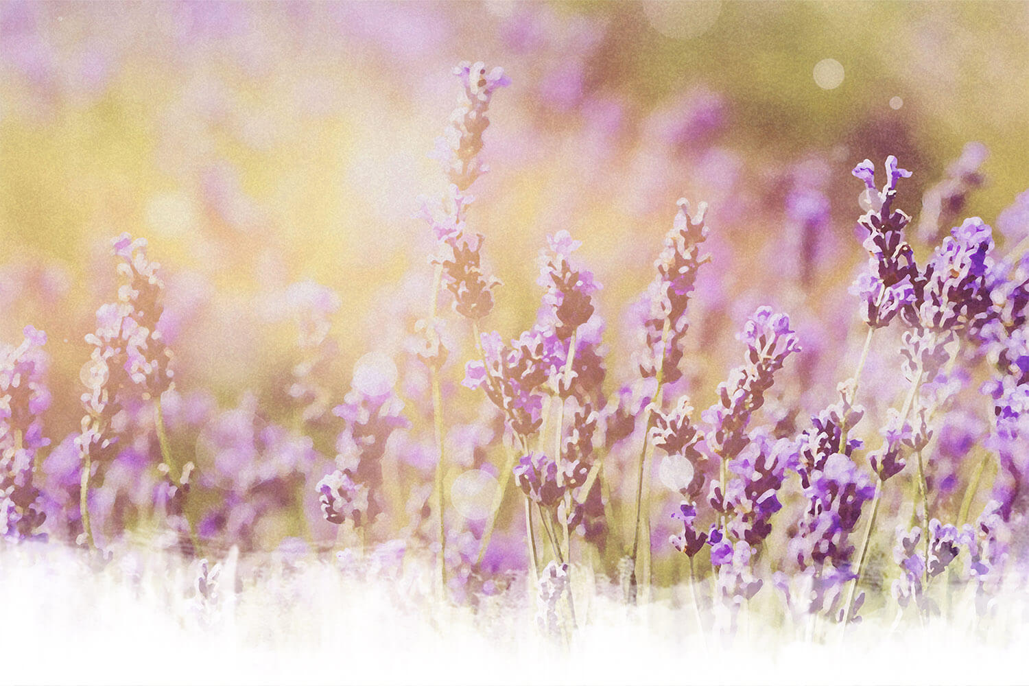 Lavendel Blumenwiese