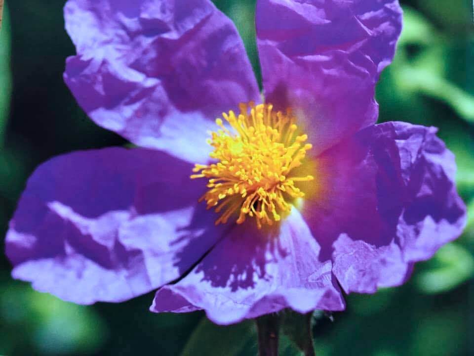 Zistrose Cistus