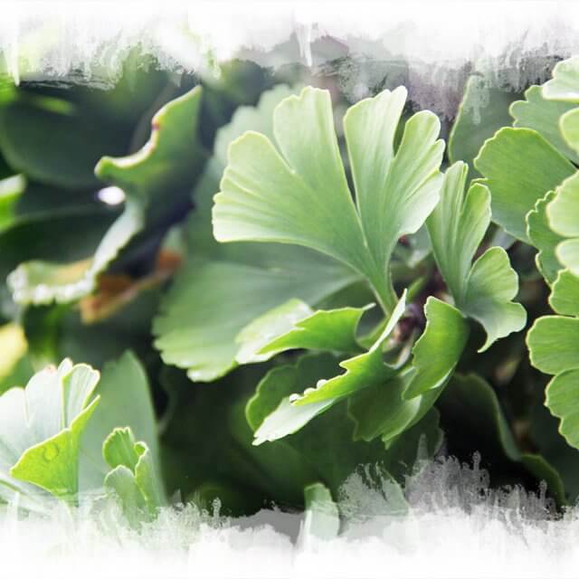 Ginkgo Biloba