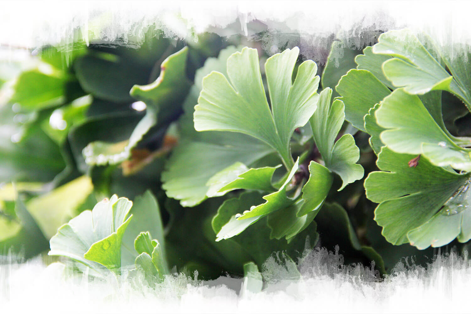 Ginkgo Biloba